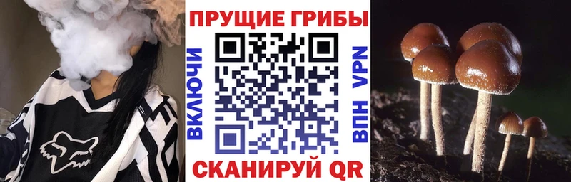 Псилоцибиновые грибы GOLDEN TEACHER даркнет сайт Мытищи